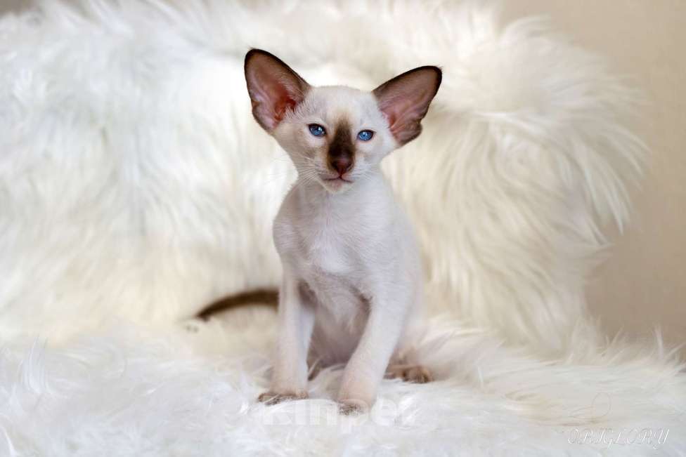 Кошки в Новокузнецке: Сиамский котенок Мальчик, 50 000 руб. - фото 3