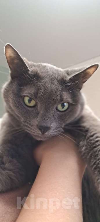 Кошки в Твери: Отдам кота в добрые руки Мальчик, Бесплатно - фото 6