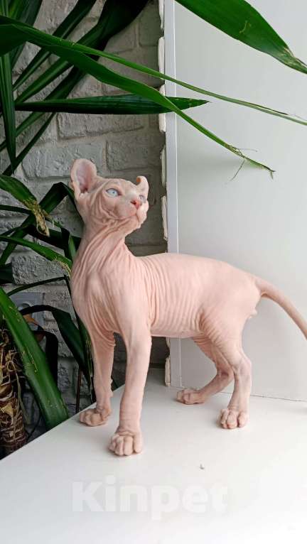 Кошки в Москве: Котёнок эльф Мальчик, 55 000 руб. - фото 3