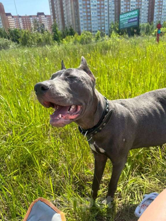 Собаки в Санкт-Петербурге: В добрые руки чудесного мальчика Мальчик, Бесплатно - фото 4
