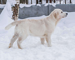 Собаки в Москве: Щенки Золотистого ретривера Мальчик, 100 000 руб. - фото 3