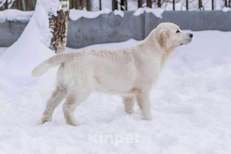 Собаки в Москве: Щенки Золотистого ретривера Мальчик, 100 000 руб. - фото 3