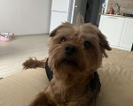 Собаки в Мытищах: Собака Йорк в добрые руки  Мальчик, Бесплатно - фото 1