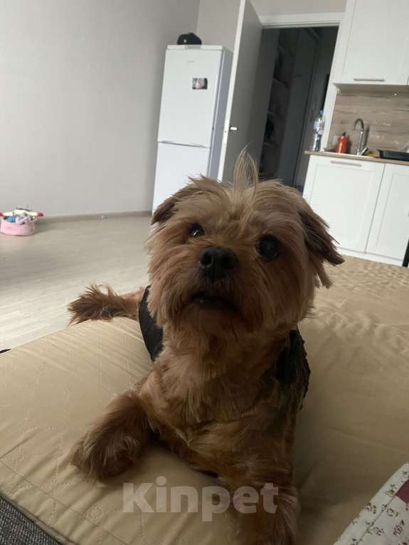 Собаки в Мытищах: Собака Йорк в добрые руки  Мальчик, Бесплатно - фото 1