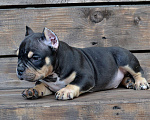 Собаки в Москве: Мальчик Американский булли микро формата Мальчик, Бесплатно - фото 5