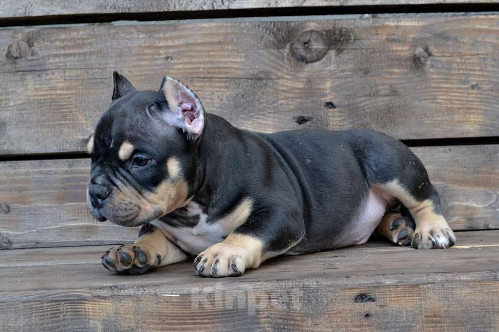 Собаки в Москве: Мальчик Американский булли микро формата Мальчик, Бесплатно - фото 5