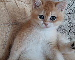 Кошки в Махачкале: Золотой мальчик  Мальчик, 35 000 руб. - фото 6