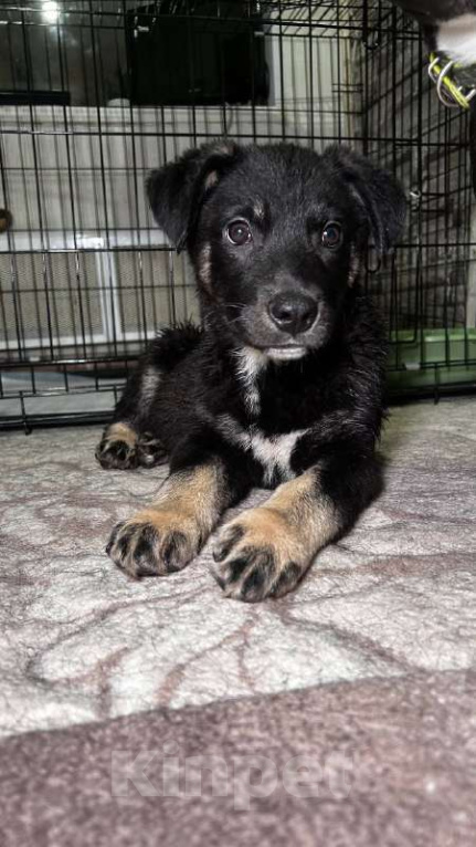 Собаки в Королеве: Джерри! Солнечный Джерри!) Мальчик, Бесплатно - фото 2