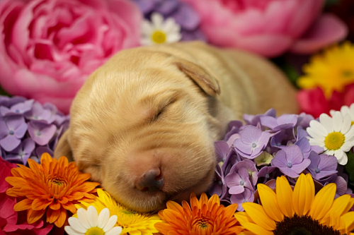 Щенки Лабрадора 