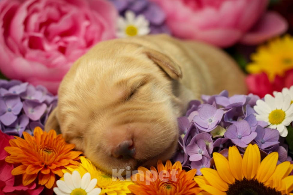 Собаки в Москве: Щенки Лабрадора  Мальчик, 70 000 руб. - фото 1