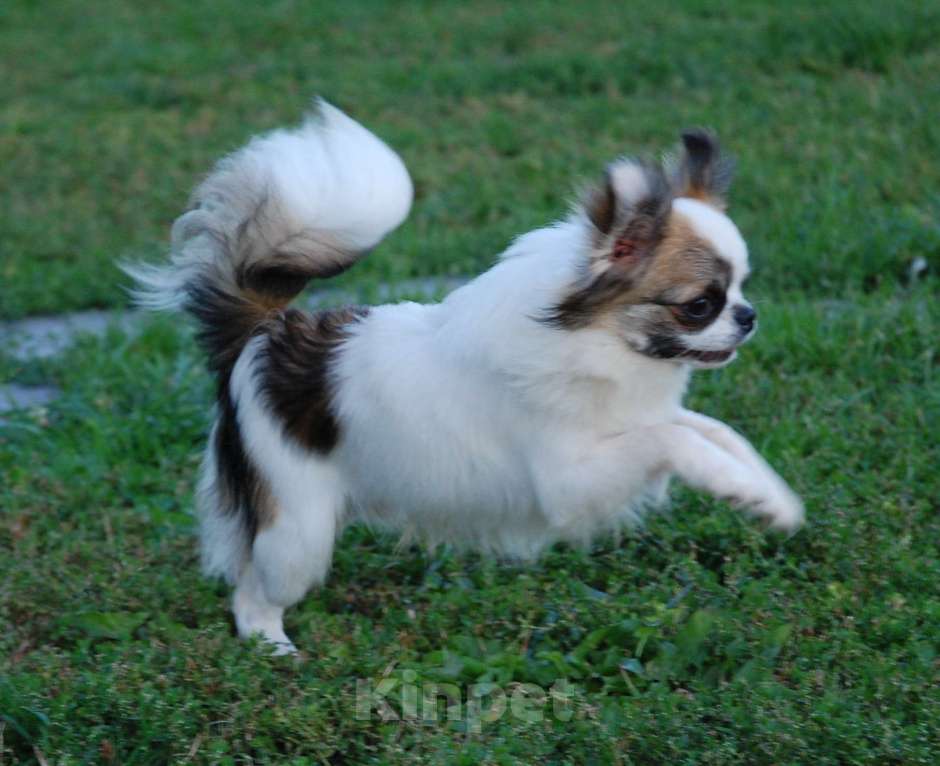 Собаки в Москве: Мальчик подросток Мальчик, 15 000 руб. - фото 9