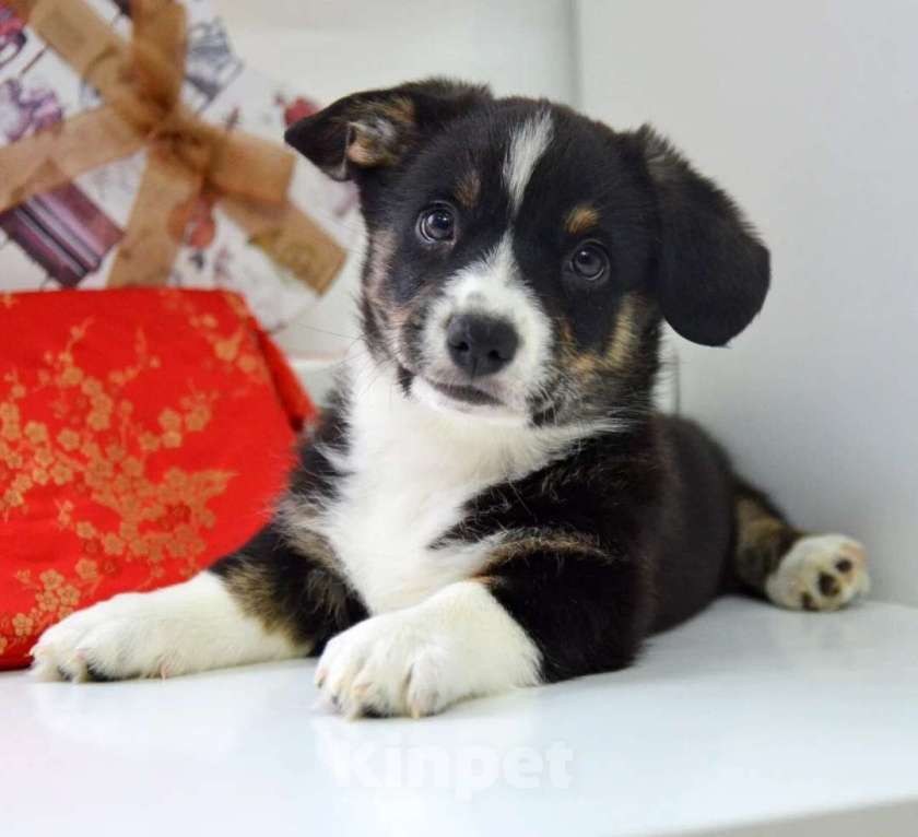 Собаки в Москве: Мишель Вельш-корги-кардиган  Девочка, 40 000 руб. - фото 5