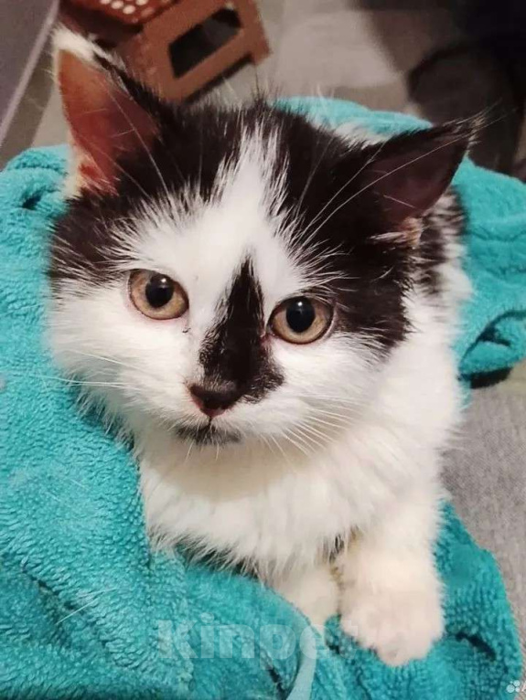 Кошки в других городах Московской области: Крошка Эли ищет семью Девочка, Бесплатно - фото 5