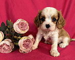 Собаки в Москве: Мальчик Кавалер Кинг Чарльз Спаниель Мальчик, 90 000 руб. - фото 8