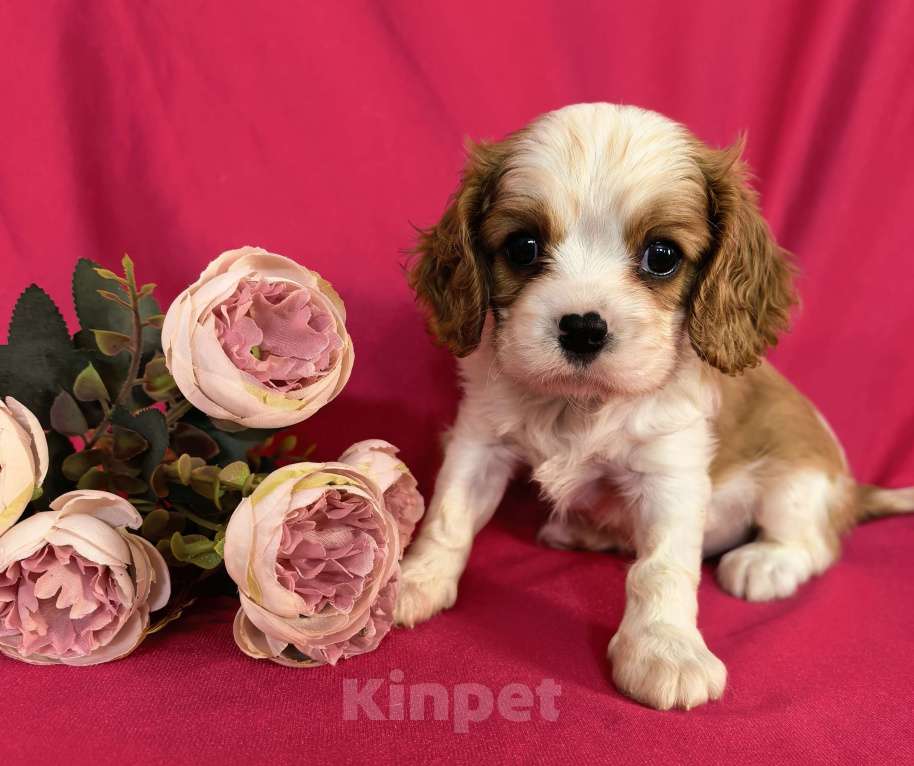 Собаки в Москве: Мальчик Кавалер Кинг Чарльз Спаниель Мальчик, 90 000 руб. - фото 8