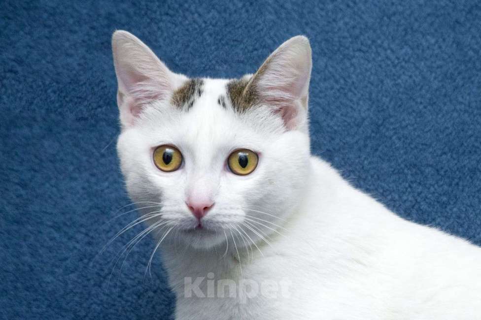 Кошки в Москве: Добрые сердца, прочтите про котенка Фикуса до конца Мальчик, 1 руб. - фото 3