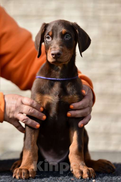 Собаки в других городах Московской области: Щенки добермана  Мальчик, 55 000 руб. - фото 2