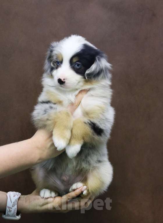 Собаки в Москве: Мини аусси шикарный мальчик Мальчик, 120 000 руб. - фото 5