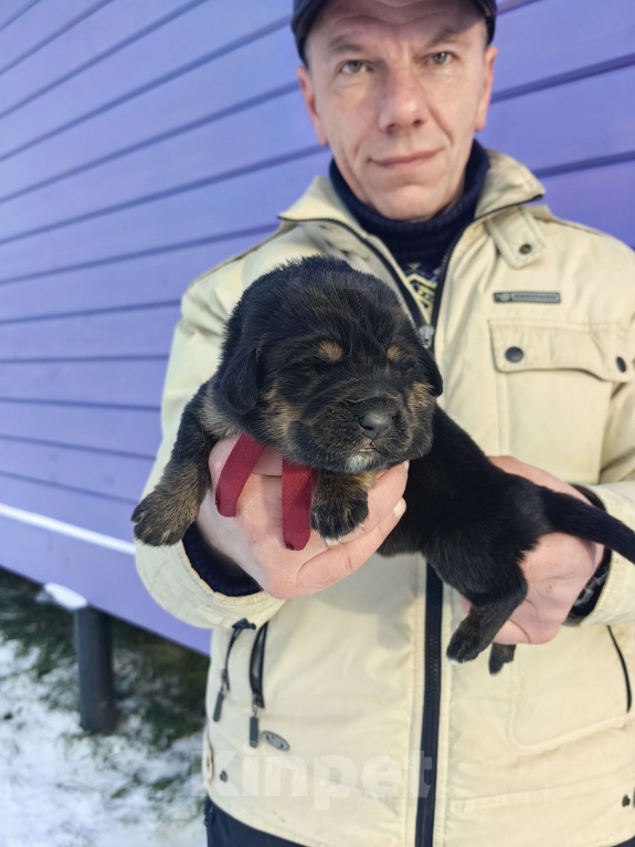 Собаки в Санкт-Петербурге: Щенки Банхара  Девочка, 75 000 руб. - фото 2