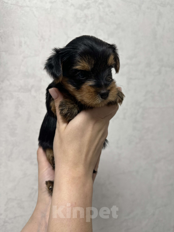 Собаки в Новосибирске: Мальчик мини стандарт Мальчик, 40 000 руб. - фото 2