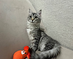 Кошки в Москве: Отдам котенка в хорошие руки Девочка, Бесплатно - фото 2