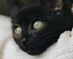 Кошки в Клине: Крошик — трогательный и нежный котёнок Мальчик, Бесплатно - фото 8