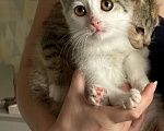 Кошки в Краснодаре: Котенок в добрые руки Девочка, Бесплатно - фото 6
