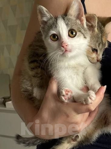 Кошки в Краснодаре: Котенок в добрые руки Девочка, Бесплатно - фото 6