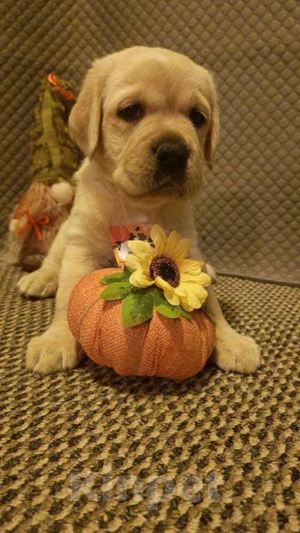 Собаки в Воронеже: Щенки Лабрадора документы РКФ Мальчик, 50 000 руб. - фото 2