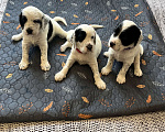 Собаки в Балаково: Щенки английского сеттера Мальчик, 55 000 руб. - фото 6