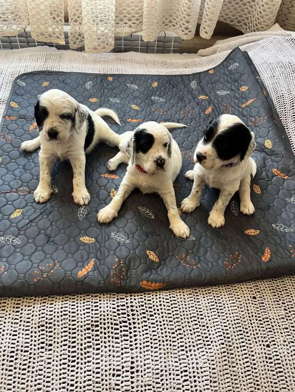 Собаки в Балаково: Щенки английского сеттера Мальчик, 55 000 руб. - фото 6