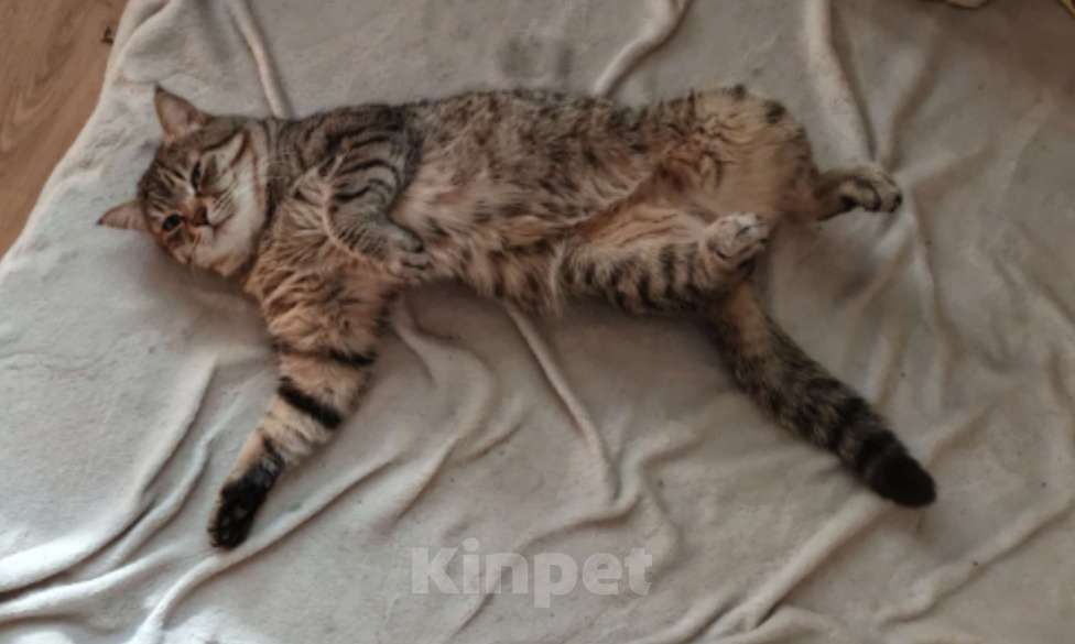 Кошки в Хабаровске: Потерялся Саня Мальчик, Бесплатно - фото 1