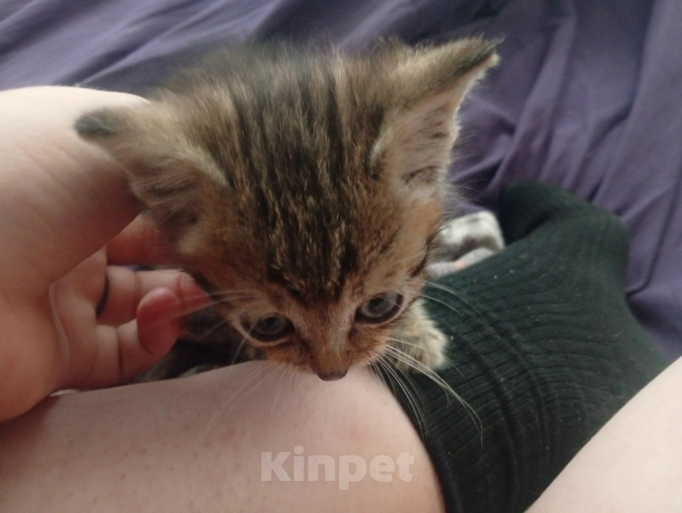 Кошки в Липецке: Маленький котенок ищет дом Мальчик, Бесплатно - фото 3