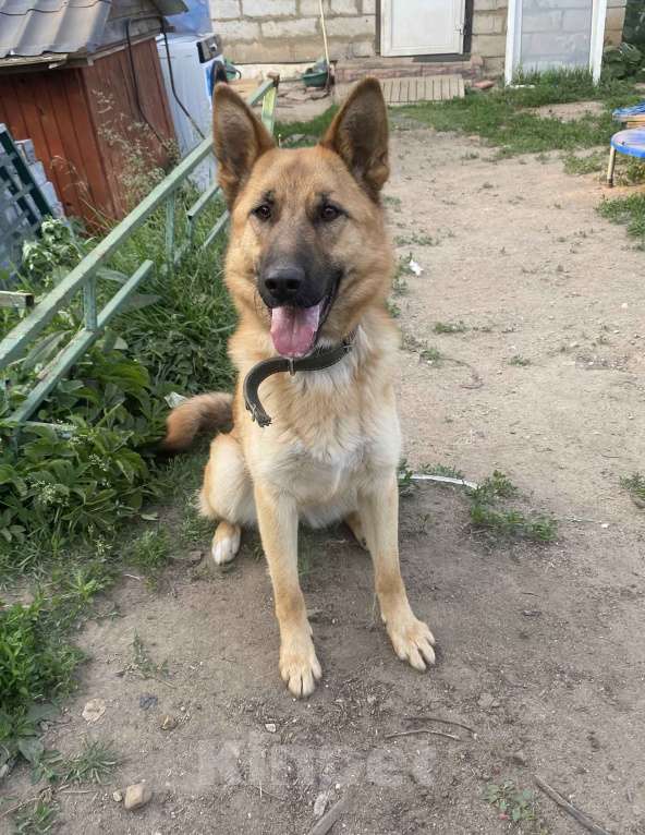 Собаки в Пушкино: Бэтти ищет дом! Мальчик, Бесплатно - фото 2