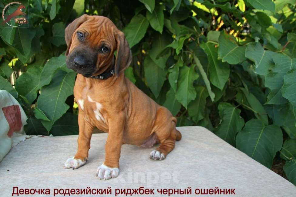 Собаки в Одинцово: Девочка яркого окраса. Стандарт. Девочка, Бесплатно - фото 2