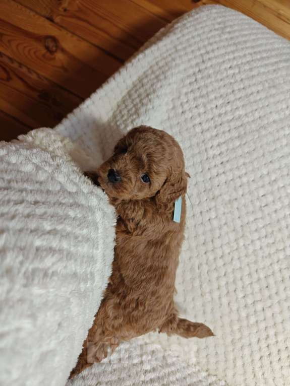 Собаки в Подольске: Щенок той пуделя ркф Мальчик, 100 000 руб. - фото 1