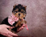 Собаки в Москве: Йоркширская курносая красотка РКФ Девочка, 80 000 руб. - фото 4