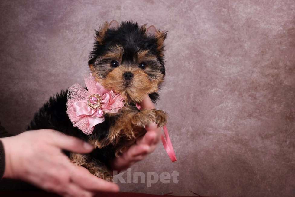 Собаки в Москве: Йоркширская курносая красотка РКФ Девочка, 80 000 руб. - фото 4