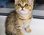 Кошки в Перми: Шотландская кошечка  Девочка, 10 000 руб. - фото 1