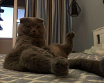 Кошки в Одинцово: Кот на вязку, 2 000 руб. - фото 4