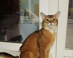 Кошки в Тамбове: Сомалийский Кот Вязка, 1 руб. - фото 1