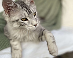 Кошки в Курске: Котёнок Мейн-кун Grand Мальчик, 25 000 руб. - фото 7