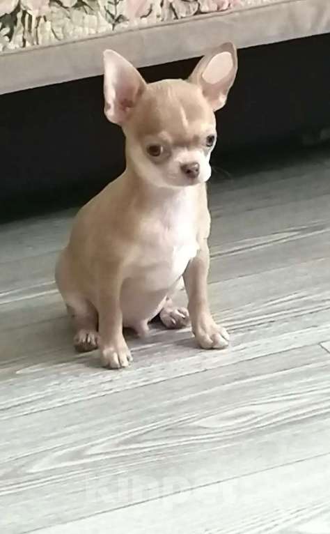 Собаки в Волжском: Красивый мальчишка Мальчик, 60 000 руб. - фото 1