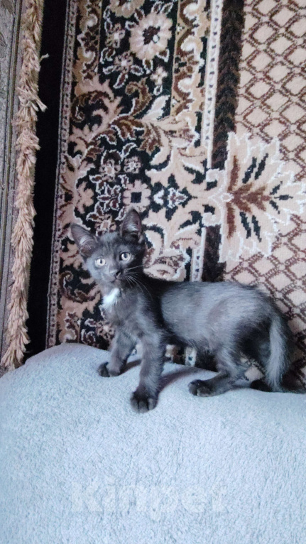 Кошки в Самаре: Чёрный котёнок в добрые руки Мальчик, Бесплатно - фото 3