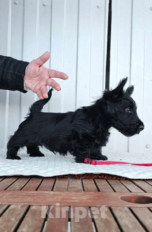 Собаки в Москве: Щенок скотч терьер Мальчик, 60 000 руб. - фото 3