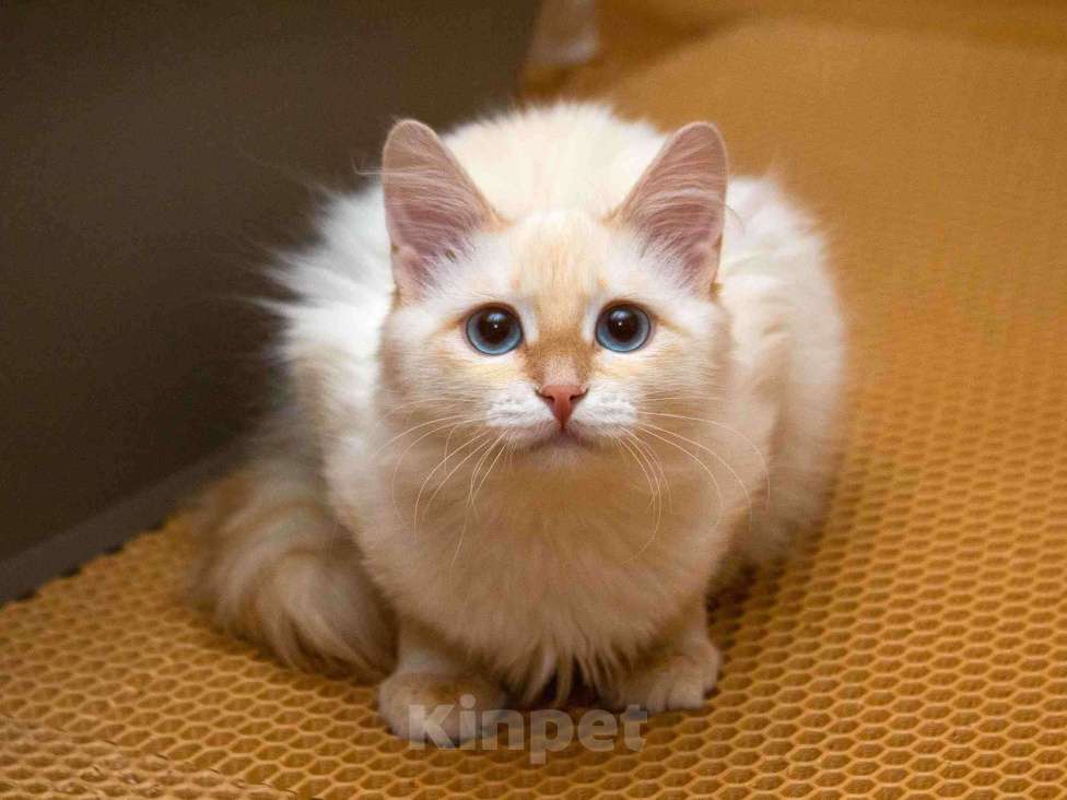 Кошки в Москве: Нежная ласковая кошечка Синди в добрые руки Девочка, Бесплатно - фото 5