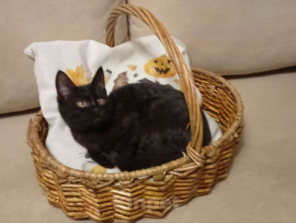 Кошки в Москве: котенок Блэки ищет дм  Девочка, Бесплатно - фото 1