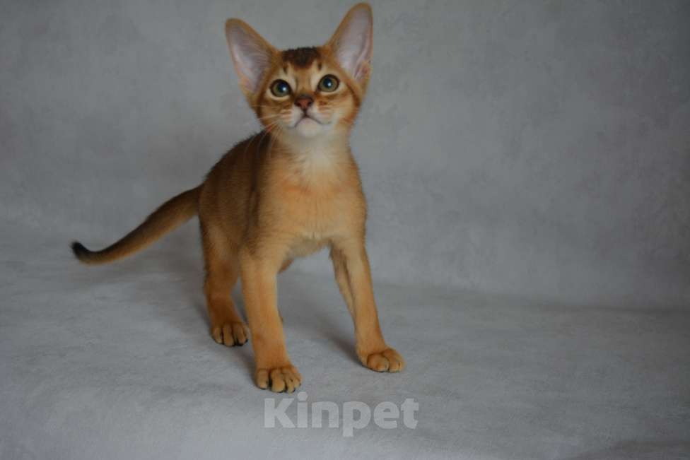 Кошки в Мытищах: Абиссинские котята Мальчик, 45 000 руб. - фото 3