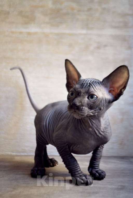 Кошки в Краснодаре: Котёнок Сфинкс Эльф мальчик Мальчик, Бесплатно - фото 4