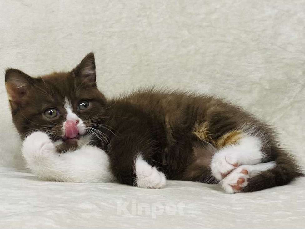 Кошки в Люберцах: Британская кошечка Девочка, 50 000 руб. - фото 2